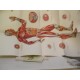Planches Anatomiques D´Acupuncture Et Des 14 Meridiens + Cahier D'explications ...