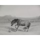 The Works of Sir Edwin Landseer, R.A. (Obras - tema: perros)