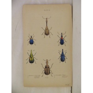 (Escarabajos) Apoderus Longicollis, Gemmatus, Ruficollis / Rhynchites Popull, Pubescens, Collaris