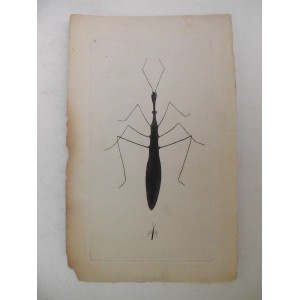 (Hormiga / Formicidae)
