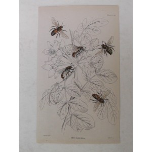 Apis Ligustica (abeja italiana / Italian bee)