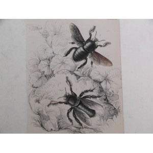 Xylocopa latipes / Xylocopa tenuiscapa (carpenter bee)