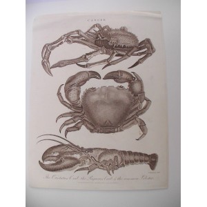 Cancer / The Cristatus Crab, the Pagurus Crab & the common Lobster