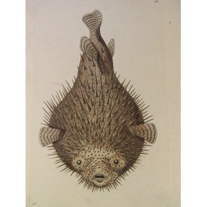 ( Tetraodontidae / Pez globo / Blowfish )