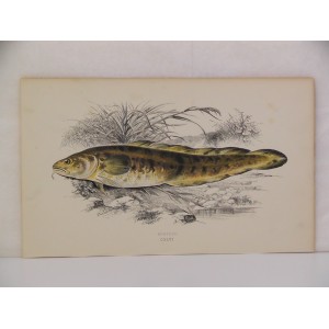 Burbot