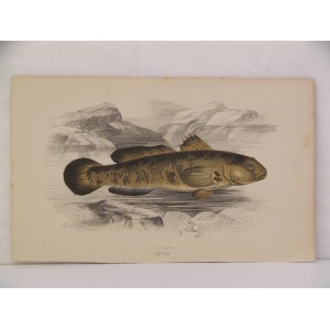 Rock Goby