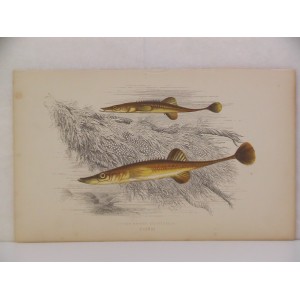 Fifteen-Spined Stickleback