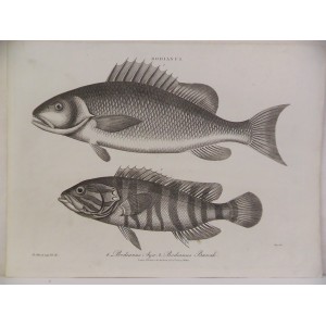 Bodianus ( Bodianus Aya / Bodianus Banak )