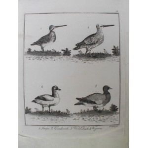 Snipe / Woodcock / Wild Duck / Wigeon