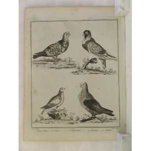 Pigeons (Polish – Pigeon / Pouter / Fermigan / Furbet)