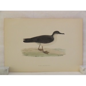 Manx Shearwater