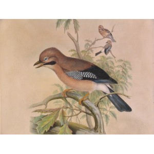 ( Eurasian Jay / Garrulus glandarius )