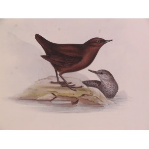 Pallas’s Water Ouzel (Cinclus Pallasii)