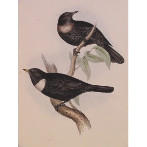 Ring Ouzel (Merula Torquata)