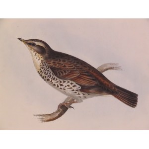 Naumann’s Trush (Turdus Naumannii)