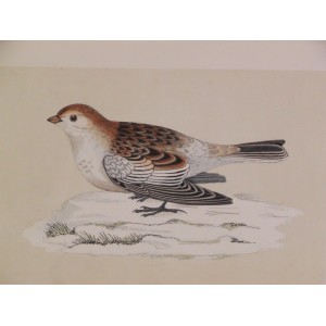 Snow Bunting