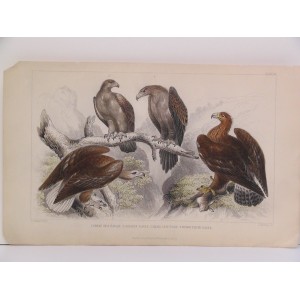 Great Sea Eagle / Golden Eagle / Small Cape Eagle / Wedge Tailed Eagle