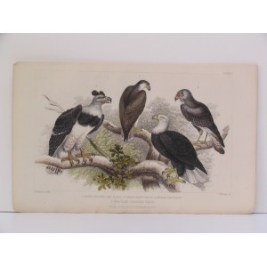 White Headed Sea Eagle / Great Harpy Eagle / Chilian Sea Eagle / Brazilian Caracara Eagle