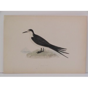 Sooty Tern