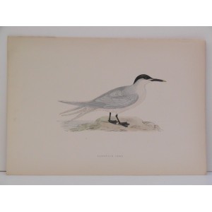 Sandwich Tern