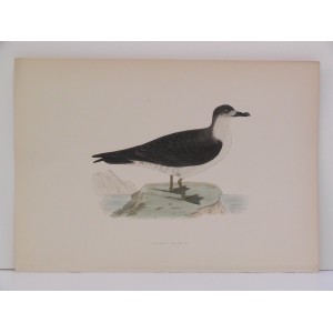 Capped Petrel