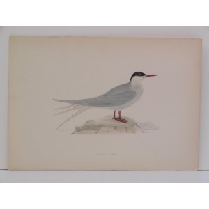 Artic Tern