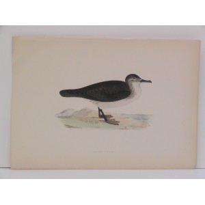 Dusky Petrel