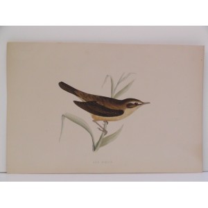 Reed Warbler