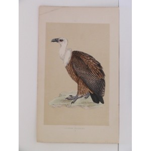 Griffon Vulture