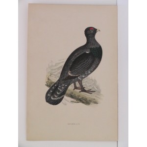 Capercaillie