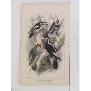 Ivory Billed Woodpecker / Green Woodpecker / Great Spotted Woodpecker / Lesser Spotted Woodpecker 