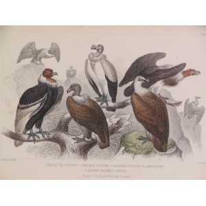 King of the Vultures / Sociable Vulture / Bearded Vulture or Lammergeyer / Griffon Vulture / Condor 