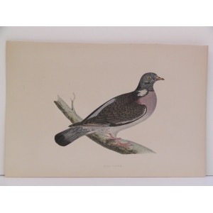 Wood Pigeon