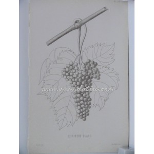 Corinthe Blanc (Racimo de uvas)