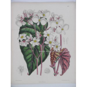 Begonia Scharffii