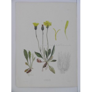 H. eximium var. tenellum (Asteraceae)