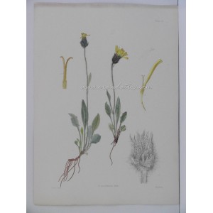H. gracilentum / Hieracium section Alpina (Asteraceae)