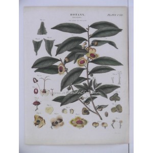 (Camellia sinensis o planta del té) Thea Bohea Tea Tree