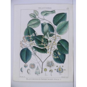 Elaeodendron Roxburghii