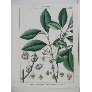 Hebradendron Cambogioides (Graham)
