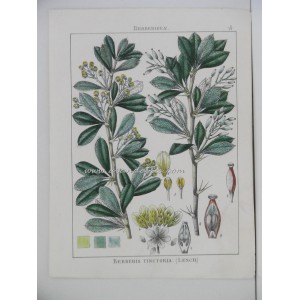 Berberis Tinctoria (Lesch.)