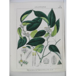 Micromelum Monophyllum Wight