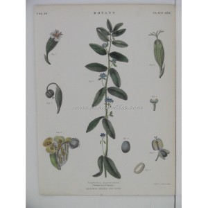 Euphorbia hypericifolia (Tutsan-leaved Spurge)