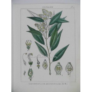 Xanthophyllum angustifolum Wight