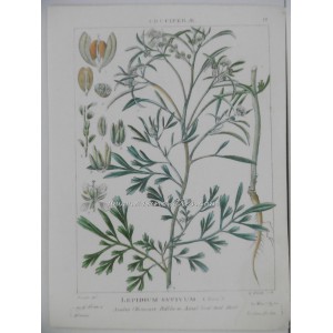 Lepidium sativum