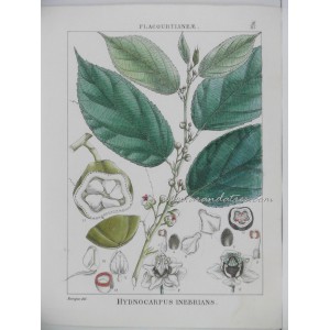 Hydnocarpus inebrians