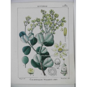 Calophyllum walkerii Wight