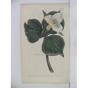 Trillium erythrocarpum. Funnel-flowered Trillium