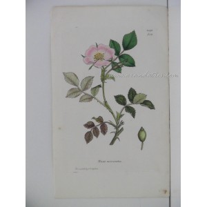 Rosa micrantha