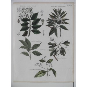 Jesuits Bark (Cinchona officinalis & Cinchona cariboea) / Laurus Camphora / Laurus Safsafras / Laurus Cinnamomum